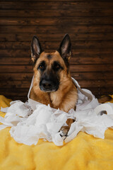 Young crazy dog is making mess at home. Dog is alone at home entertaining by eating toilet paper....