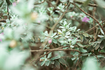 
a close-up photo of a plant and its purple flowers