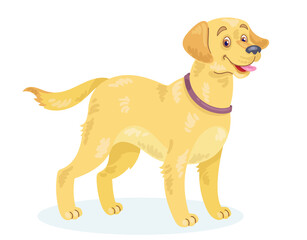 Adult golden retriever dog. In cartoon style. Isolated on white background. Vector flat illustration.