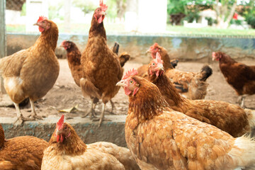 
several chickens in a chicken coop