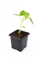 Weak sprout of young pepper seedling in black plastic box isolated on white background