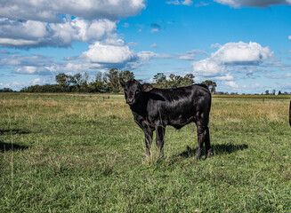 Vacas Brangus en un Campo en Santa Fe, Argentina