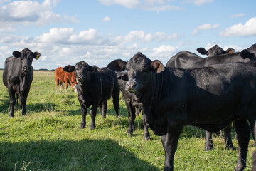 Vacas Brangus en un Campo en Santa Fe, Argentina