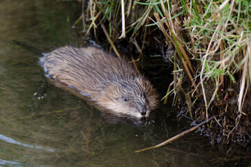 Bisamratte schwimmend im Uferbereich eines Bachlaufes