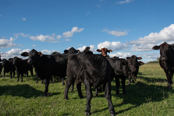 Vacas Brangus en un Campo en Santa Fe, Argentina