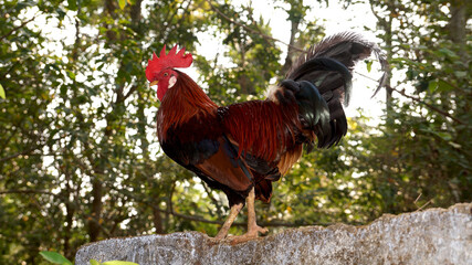 Beautiful Rooster walking on the wall in blurred nature green background.