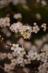 White cherry blossoms on a spring day in the garden. Blooming cherry blossoms close-up