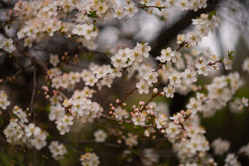 White cherry blossoms on a spring day in the garden. Blooming cherry blossoms close-up