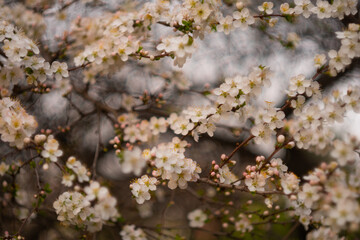 White cherry blossoms on a spring day in the garden. Blooming cherry blossoms close-up