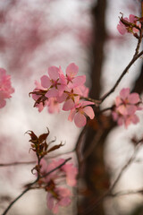 Graceful plant with many small pink buds. Closeup of a flower in the garden. Small beautiful pink flower on a blurred green background