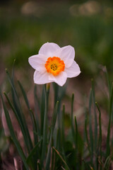 Orange white daffodil Erlicheer in bloom or ice follies. А beautiful flower narcissus on the lawn, closely photographed