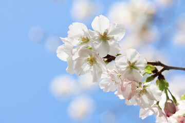 Obraz na płótnie Canvas 背景が美しい桜の花（ソトオリヒメ）
