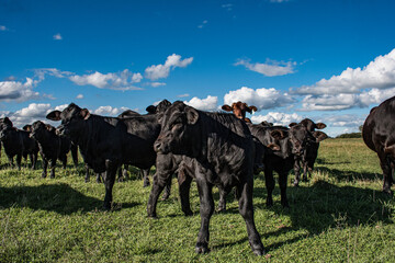 Vacas Brangus en un Campo en Santa Fe, Argentina