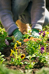 Woman planting garden pansy seedlings into ground. Close-up view of woman’s hands planting flowers in spring