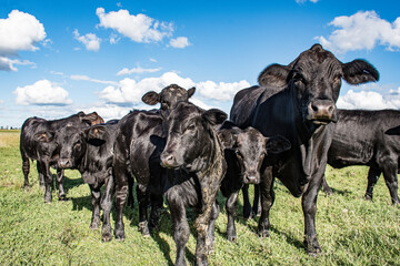 Vacas Brangus en un Campo en Santa Fe, Argentina