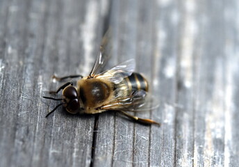 Biene krabbelt auf morschem Holz