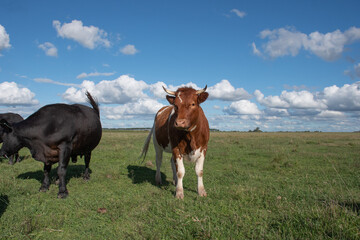 Vacas Brangus en un Campo en Santa Fe, Argentina