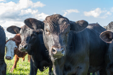 Vacas Brangus en un Campo en Santa Fe, Argentina