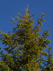 Mountain Christmas tree in the blue sky