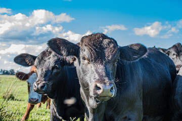Vacas Brangus en un Campo en Santa Fe, Argentina