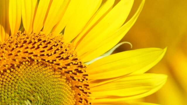 Close up macro of yellow flower, blooming yellow sunflower. Slow motion