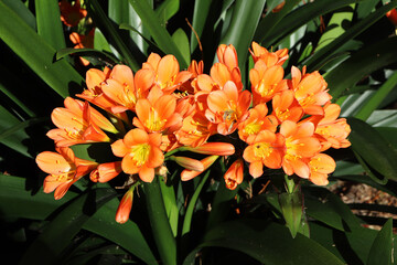 Natural Clivia lily flower plant, garden photography