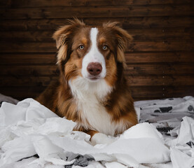 Dog is alone at home entertaining himself by eating toilet paper. Charming brown Australian...
