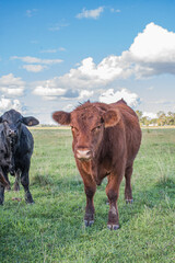 Vacas Brangus en un Campo en Santa Fe, Argentina