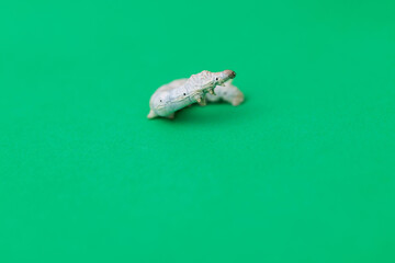 White silkworm on green background