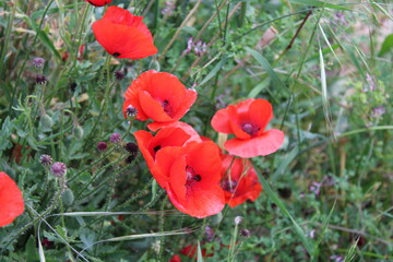 Poppy Flowers in the Field