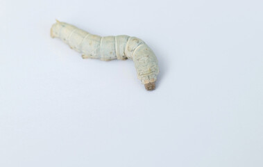 One silkworm on white background