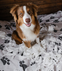 Dog is alone at home entertaining himself by eating toilet paper. Charming brown Australian...