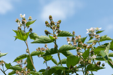 blossoming blackberry bush on a blue sky