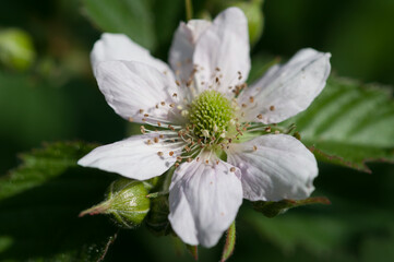 close up of a blackberry blossom (Rubus fruticosus)