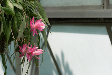 pink Disocactus blossoms in a hanging basked with space