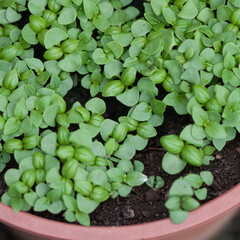 basil seedlings in a pot