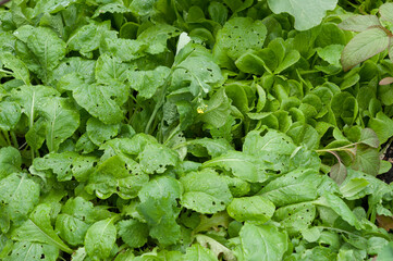 green lettuce leaves