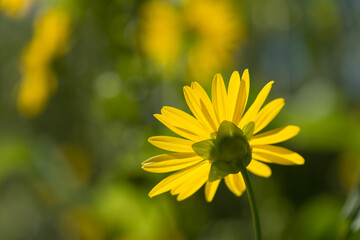 Silphium perfoliatum or cup plant blossom viewed from back