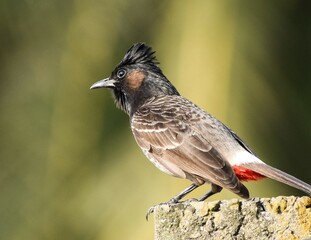 red winged blackbird