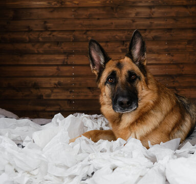 Young Crazy Dog Is Making Mess At Home. Dog Is Alone At Home Entertaining By Eating Toilet Paper. Charming German Shepherd Dog Playing With Paper Lying On Bed.