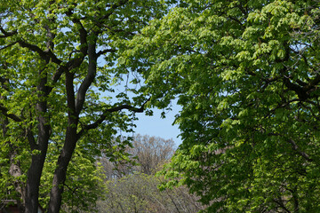 trees in the park