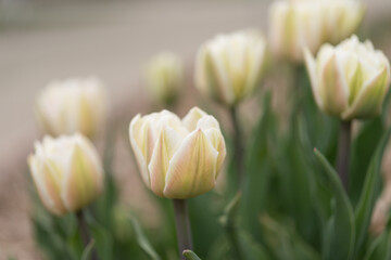 tulips in spring