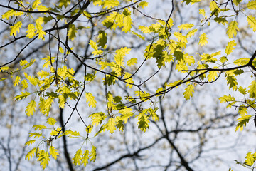 young oak leaves on branches (backlit by the sun)