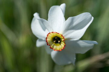 white and orange daffodil in the sun