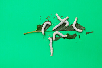 Group silkworms eating mulberry leaf