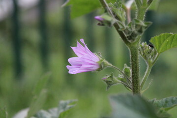 Flower in the Garden