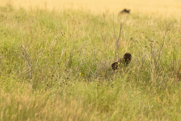 Short Eared Owl Sits on Nest and Looks at Camera
