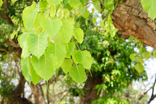green bodhi leaf background The tree where the Buddha passed 