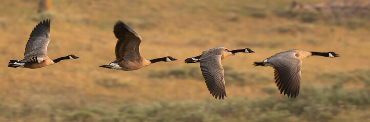 Four Canada Geese Fly In A Line