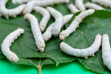 Many silkworms eating mulberry leaves